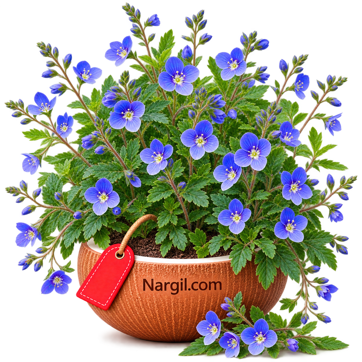 Nargil_Veronica Chamaedrys